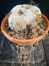 Ibervillea Lindheimeri, organically grown tropical plants for sale at TOMs FLOWer CLUB, caudex, Kodex, Stamm, Wasserspeicher, for sale at TOMs FLOWer CLUB