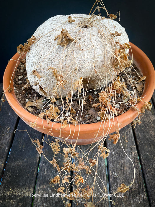 Ibervillea Lindheimeri, organically grown tropical plants for sale at TOMs FLOWer CLUB, caudex, Kodex, Stamm, Wasserspeicher, for sale at TOMs FLOWer CLUB
