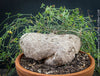 Ibervillea Lindheimeri, organically grown tropical plants for sale at TOMs FLOWer CLUB, caudex, Kodex, Stamm, Wasserspeicher, for sale at TOMs FLOWer CLUB