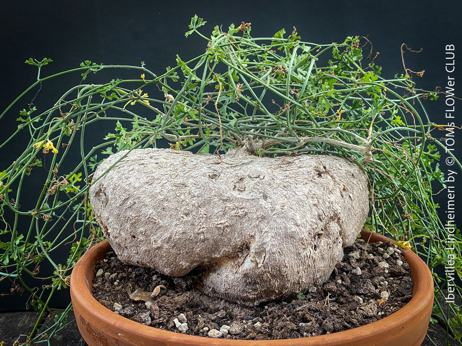 Ibervillea Lindheimeri, organically grown tropical plants for sale at TOMs FLOWer CLUB, caudex, Kodex, Stamm, Wasserspeicher, for sale at TOMs FLOWer CLUB