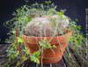 Ibervillea Lindheimeri, organically grown tropical plants for sale at TOMs FLOWer CLUB, caudex, Kodex, Stamm, Wasserspeicher, for sale at TOMs FLOWer CLUB