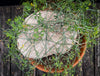 Ibervillea Lindheimeri, organically grown tropical plants for sale at TOMs FLOWer CLUB, caudex, Kodex, Stamm, Wasserspeicher, for sale at TOMs FLOWer CLUB