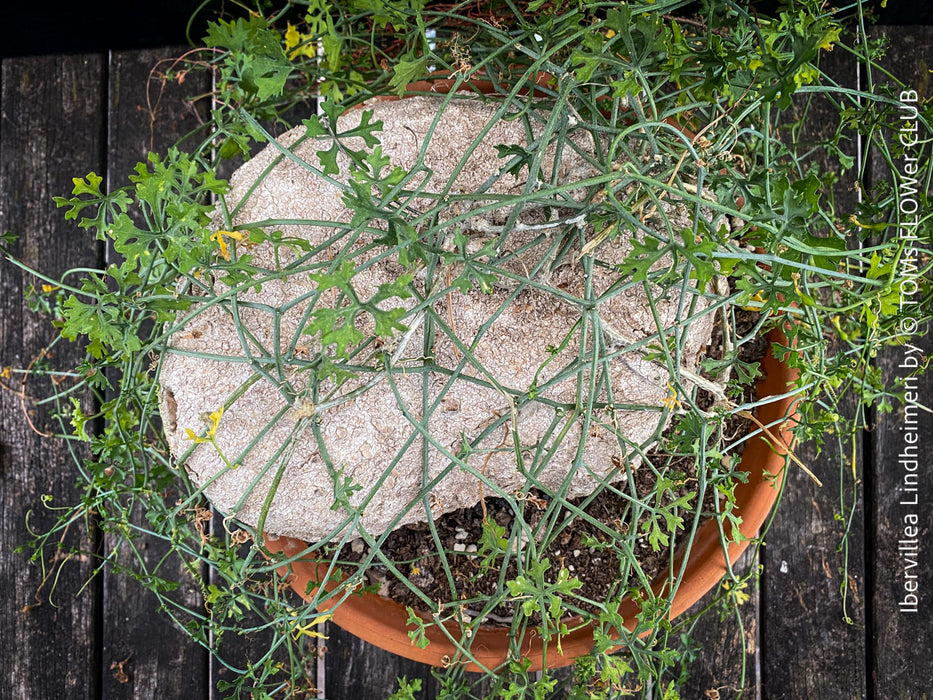 Ibervillea Lindheimeri, organically grown tropical plants for sale at TOMs FLOWer CLUB, caudex, Kodex, Stamm, Wasserspeicher, for sale at TOMs FLOWer CLUB