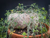 Ibervillea Lindheimeri, organically grown tropical plants for sale at TOMs FLOWer CLUB, caudex, Kodex, Stamm, Wasserspeicher, for sale at TOMs FLOWer CLUB
