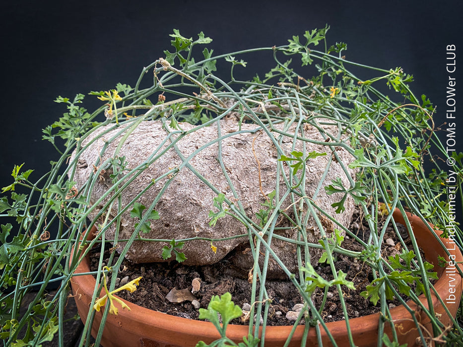 Ibervillea Lindheimeri, organically grown tropical plants for sale at TOMs FLOWer CLUB, caudex, Kodex, Stamm, Wasserspeicher, for sale at TOMs FLOWer CLUB