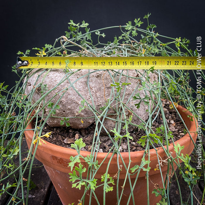 Ibervillea Lindheimeri, organically grown tropical plants for sale at TOMs FLOWer CLUB, caudex, Kodex, Stamm, Wasserspeicher, for sale at TOMs FLOWer CLUB