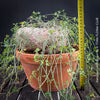 Ibervillea Lindheimeri, organically grown tropical plants for sale at TOMs FLOWer CLUB, caudex, Kodex, Stamm, Wasserspeicher, for sale at TOMs FLOWer CLUB