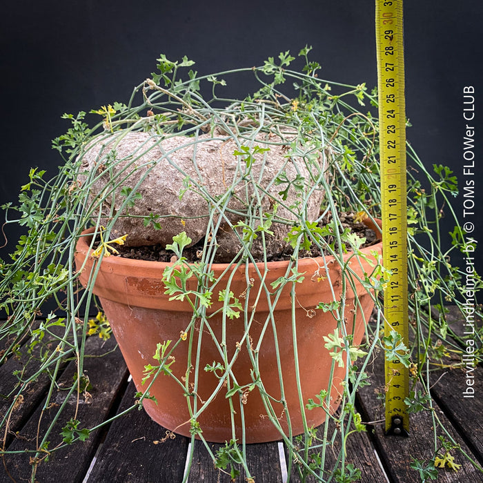 Ibervillea Lindheimeri, organically grown tropical plants for sale at TOMs FLOWer CLUB, caudex, Kodex, Stamm, Wasserspeicher, for sale at TOMs FLOWer CLUB