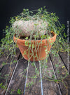 Ibervillea Lindheimeri, organically grown tropical plants for sale at TOMs FLOWer CLUB, caudex, Kodex, Stamm, Wasserspeicher, for sale at TOMs FLOWer CLUB