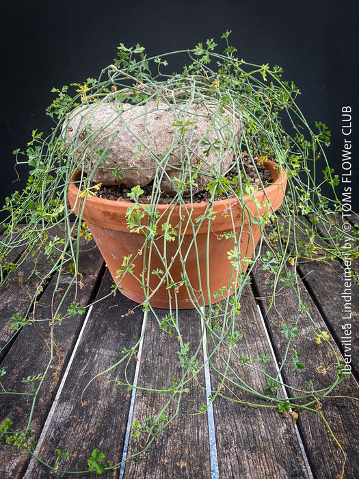 Ibervillea Lindheimeri, organically grown tropical plants for sale at TOMs FLOWer CLUB, caudex, Kodex, Stamm, Wasserspeicher, for sale at TOMs FLOWer CLUB