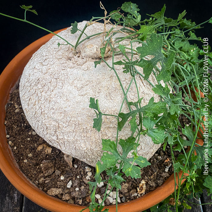 Ibervillea Lindheimeri, organically grown tropical plants for sale at TOMs FLOWer CLUB, caudex, Kodex, Stamm, Wasserspeicher, for sale at TOMs FLOWer CLUB