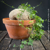 Ibervillea Lindheimeri, organically grown tropical plants for sale at TOMs FLOWer CLUB, caudex, Kodex, Stamm, Wasserspeicher, for sale at TOMs FLOWer CLUB