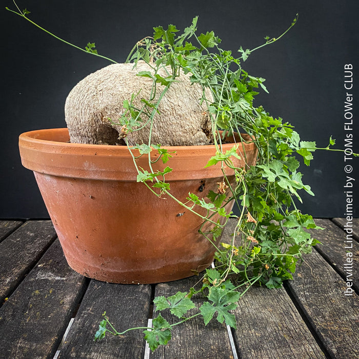 Ibervillea Lindheimeri, organically grown tropical plants for sale at TOMs FLOWer CLUB, caudex, Kodex, Stamm, Wasserspeicher, for sale at TOMs FLOWer CLUB
