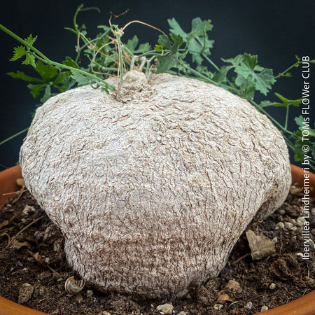 Ibervillea Lindheimeri, organically grown tropical plants for sale at TOMs FLOWer CLUB, caudex, Kodex, Stamm, Wasserspeicher, for sale at TOMs FLOWer CLUB