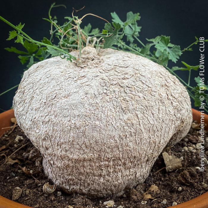 Ibervillea Lindheimeri, organically grown tropical plants for sale at TOMs FLOWer CLUB, caudex, Kodex, Stamm, Wasserspeicher, for sale at TOMs FLOWer CLUB
