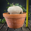 Ibervillea Lindheimeri, organically grown tropical plants for sale at TOMs FLOWer CLUB, caudex, Kodex, Stamm, Wasserspeicher, for sale at TOMs FLOWer CLUB