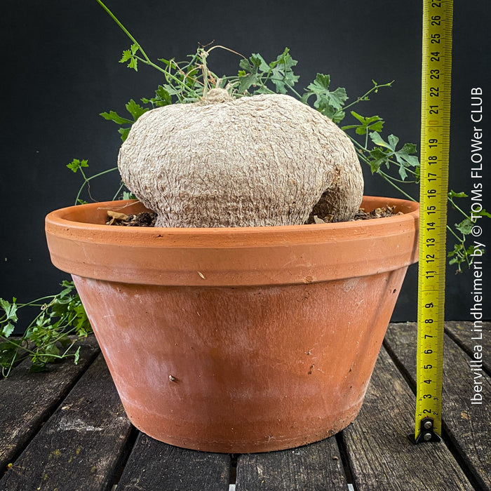 Ibervillea Lindheimeri, organically grown tropical plants for sale at TOMs FLOWer CLUB, caudex, Kodex, Stamm, Wasserspeicher, for sale at TOMs FLOWer CLUB