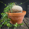 Ibervillea Lindheimeri, organically grown tropical plants for sale at TOMs FLOWer CLUB, caudex, Kodex, Stamm, Wasserspeicher, for sale at TOMs FLOWer CLUB