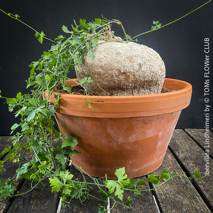 Ibervillea Lindheimeri, organically grown tropical plants for sale at TOMs FLOWer CLUB, caudex, Kodex, Stamm, Wasserspeicher, for sale at TOMs FLOWer CLUB