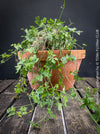Ibervillea Lindheimeri, organically grown tropical plants for sale at TOMs FLOWer CLUB, caudex, Kodex, Stamm, Wasserspeicher, for sale at TOMs FLOWer CLUB