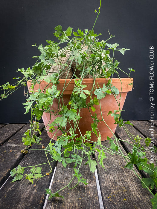 Ibervillea Lindheimeri, organically grown tropical plants for sale at TOMs FLOWer CLUB, caudex, Kodex, Stamm, Wasserspeicher, for sale at TOMs FLOWer CLUB