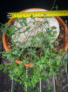Ibervillea Lindheimeri, organically grown tropical plants for sale at TOMs FLOWer CLUB, caudex, Kodex, Stamm, Wasserspeicher, for sale at TOMs FLOWer CLUB