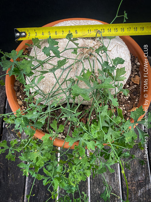 Ibervillea Lindheimeri, organically grown tropical plants for sale at TOMs FLOWer CLUB, caudex, Kodex, Stamm, Wasserspeicher, for sale at TOMs FLOWer CLUB