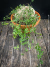 Ibervillea Lindheimeri, organically grown tropical plants for sale at TOMs FLOWer CLUB, caudex, Kodex, Stamm, Wasserspeicher, for sale at TOMs FLOWer CLUB