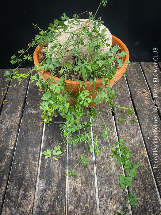 Ibervillea Lindheimeri, organically grown tropical plants for sale at TOMs FLOWer CLUB, caudex, Kodex, Stamm, Wasserspeicher, for sale at TOMs FLOWer CLUB