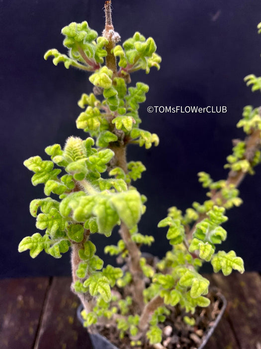 Iboza riparia, Weihnrauchpflanze, organically grown plants for sale at TOMs FLOWer CLUB.