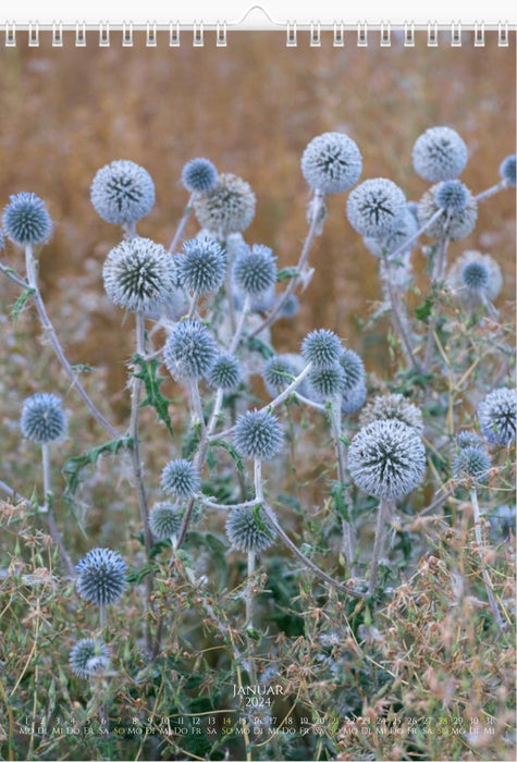 Tomas Rodak, Calendar 2024, Wandkalender, Kalendar, New year, neues Jahr, Neujahr, Kalendar, Wildblumen, wildflowers, Wiesenblumen, Landhaus, shabby shick, for sale by TOMs FLOWer CLUB.