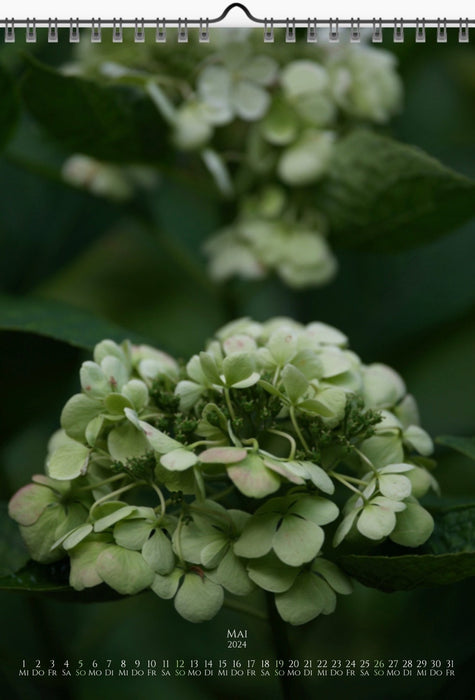 Tomas Rodak, Calendar 2024, Hortensia, Hydrangea, Wandkalender, Kalendar, New year, neues Jahr, Neujahr, Kalendar, for sale by TOMs FLOWer CLUB