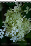 Tomas Rodak, Calendar 2024, Hortensia, Hydrangea, Wandkalender, Kalendar, New year, neues Jahr, Neujahr, Kalendar, for sale by TOMs FLOWer CLUB