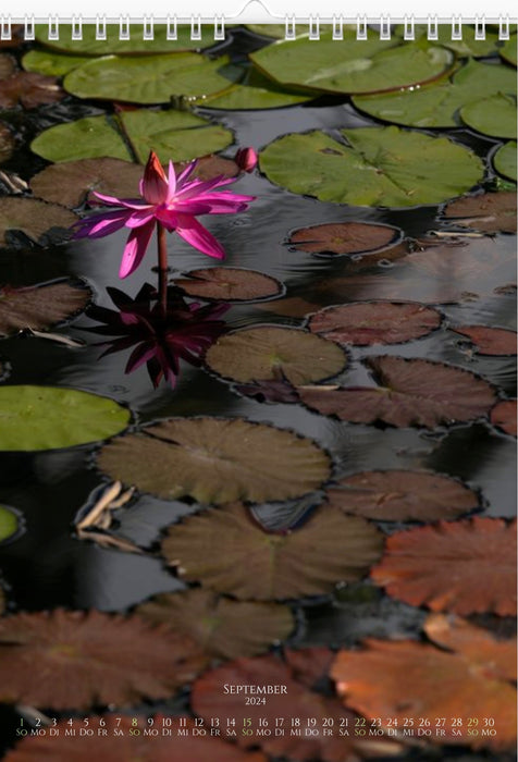 Calendar - WATER LILY BEAUTY 2024