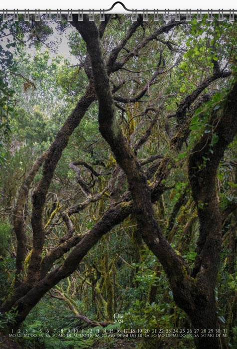 Tomas Rodak, Calendar 2024, Wandkalender 2024, TREE, TREES, BÄUME, BAUM, storm, stormy, arboretum, Tenerife, Anage mountains, Kalendar, New year, neues Jahr, Neujahr, Kalendar, for sale by TOMs FLOWer CLUB