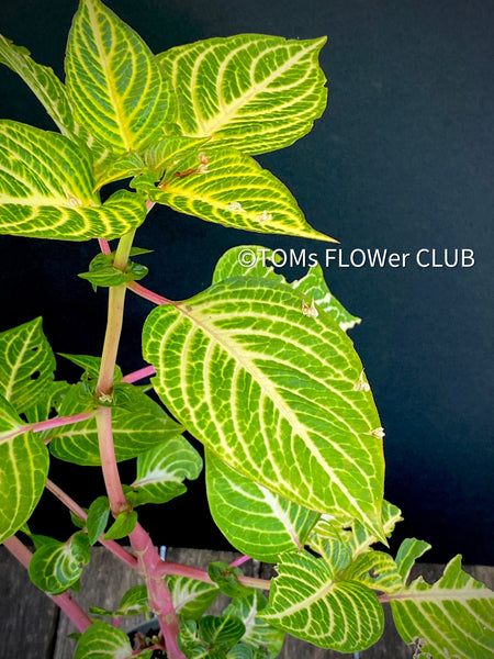 Iresine Herbstii Aureoreticulata, yellow leaf, beefsteak plant, organically grown tropical plants for sale at TOMs FLOWer CLUB.