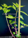 Iresine Herbstii Aureoreticulata, yellow leaf, beefsteak plant, organically grown tropical plants for sale at TOMs FLOWer CLUB.