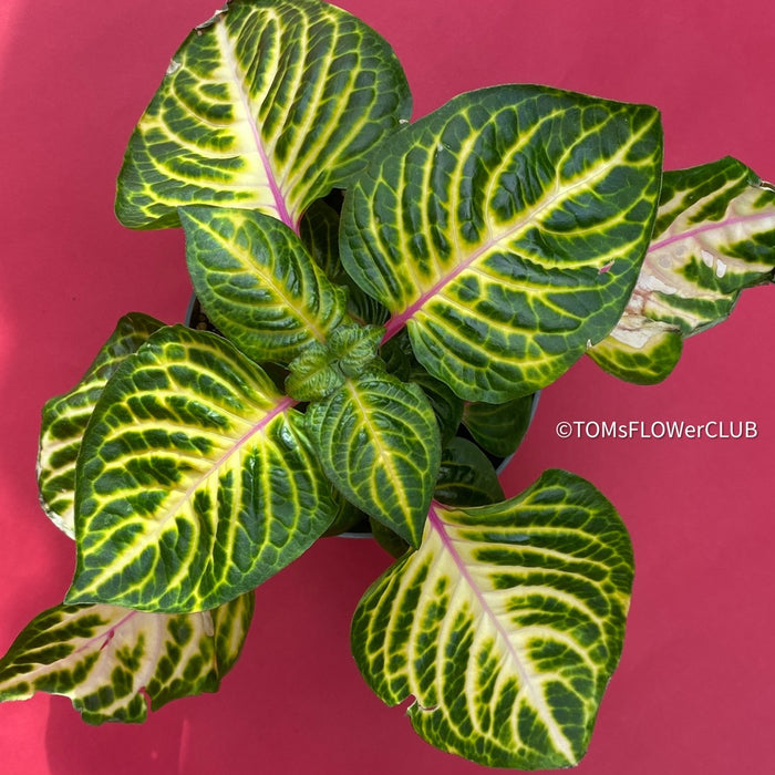 Iresine Herbstii Aureoreticulata, yellow leaf, beefsteak plant, organically grown tropical plants for sale at TOMs FLOWer CLUB.