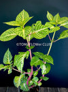 Iresine Herbstii Aureoreticulata, yellow leaf, beefsteak plant, organically grown tropical plants for sale at TOMs FLOWer CLUB.