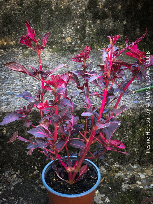 Iresine herbstii, red leaf, beefsteak plant, organically grown tropical plants for sale at TOMs FLOWer CLUB.