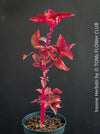 Iresine herbstii, red leaf, beefsteak plant, organically grown tropical plants for sale at TOMs FLOWer CLUB.