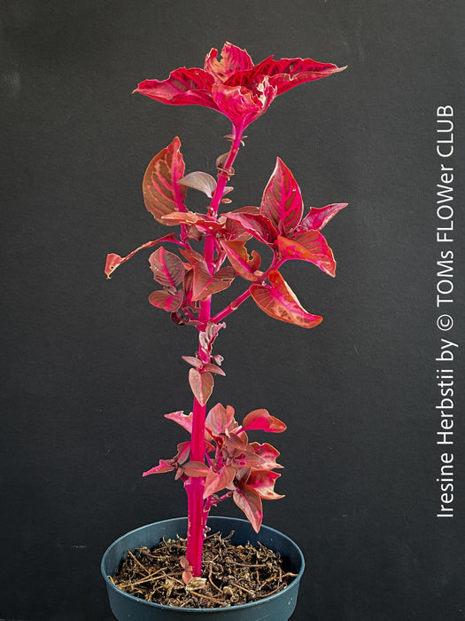 Iresine herbstii, red leaf, beefsteak plant, organically grown tropical plants for sale at TOMs FLOWer CLUB.
