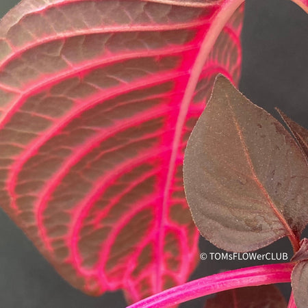 Iresine herbstii, red leaf, beefsteak plant, organically grown tropical plants for sale at TOMs FLOWer CLUB.