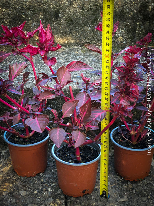 Iresine herbstii, red leaf, beefsteak plant, organically grown tropical plants for sale at TOMs FLOWer CLUB.