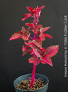 Iresine herbstii, red leaf, beefsteak plant, organically grown tropical plants for sale at TOMs FLOWer CLUB.