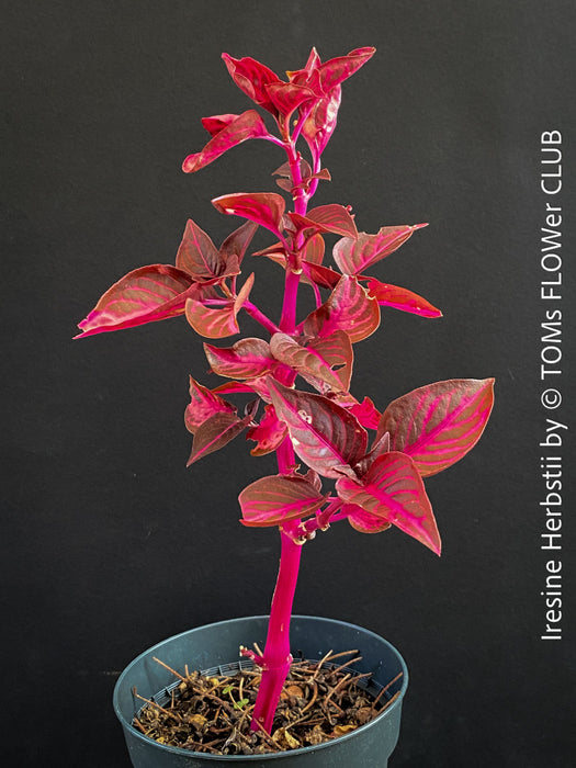 Iresine herbstii, red leaf, beefsteak plant, organically grown tropical plants for sale at TOMs FLOWer CLUB.