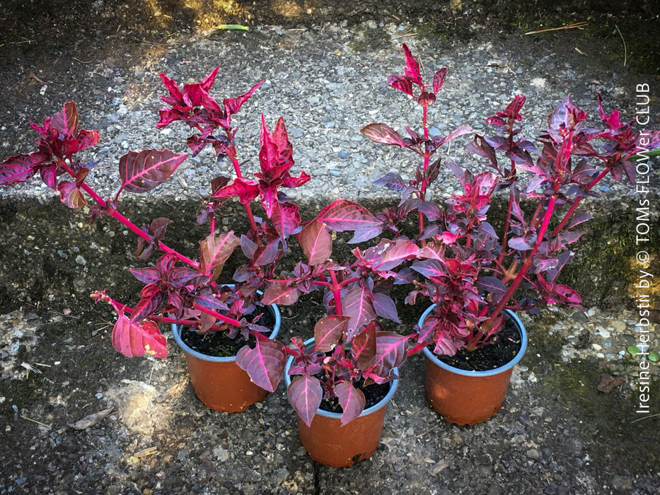 Iresine herbstii, red leaf, beefsteak plant, organically grown tropical plants for sale at TOMs FLOWer CLUB.