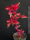 Iresine herbstii, red leaf, beefsteak plant, organically grown tropical plants for sale at TOMs FLOWer CLUB.