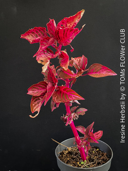 Iresine herbstii, red leaf, beefsteak plant, organically grown tropical plants for sale at TOMs FLOWer CLUB.