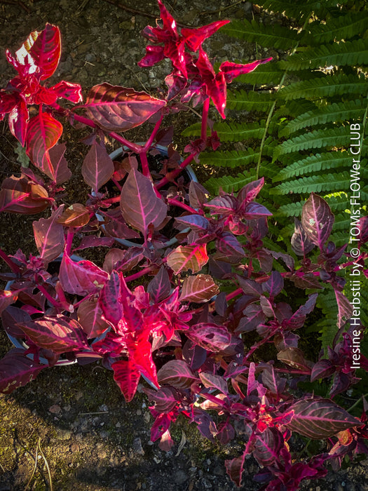 Iresine herbstii, red leaf, beefsteak plant, organically grown tropical plants for sale at TOMs FLOWer CLUB.